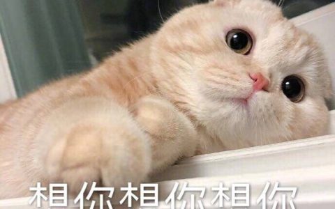 Patreon开启独特艺术探索之旅，与创作者亲密互动