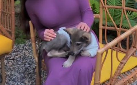 抖音粉色的猫Jinx微密圈资源打造共享平台，与众不同个性吸粉无数