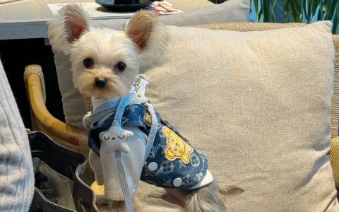 不爱笑的赛琳微密圈蜜桃臀写真,马甲线与完美曲线