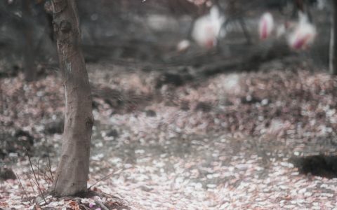 走路带风《白玉兰》 – YiTuYu艺图语