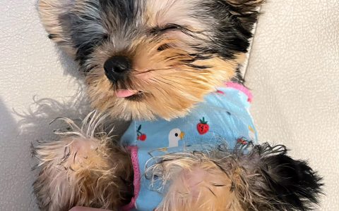 不爱笑的赛琳微密圈新作欣赏,带钻渔网的时尚魅力