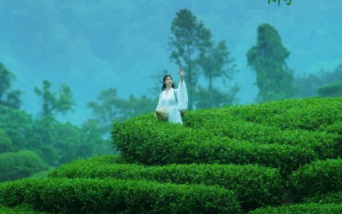 初茶《空山灵雨》 – YiTuYu艺图语