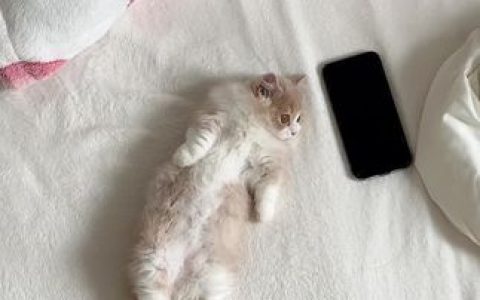 不呆猫个人资料与COS作品，合集分享