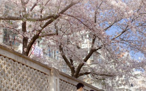 模特合集《粉樱花语》 – YiTuYu艺图语